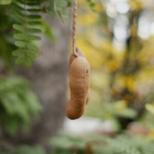 Tamarind pods